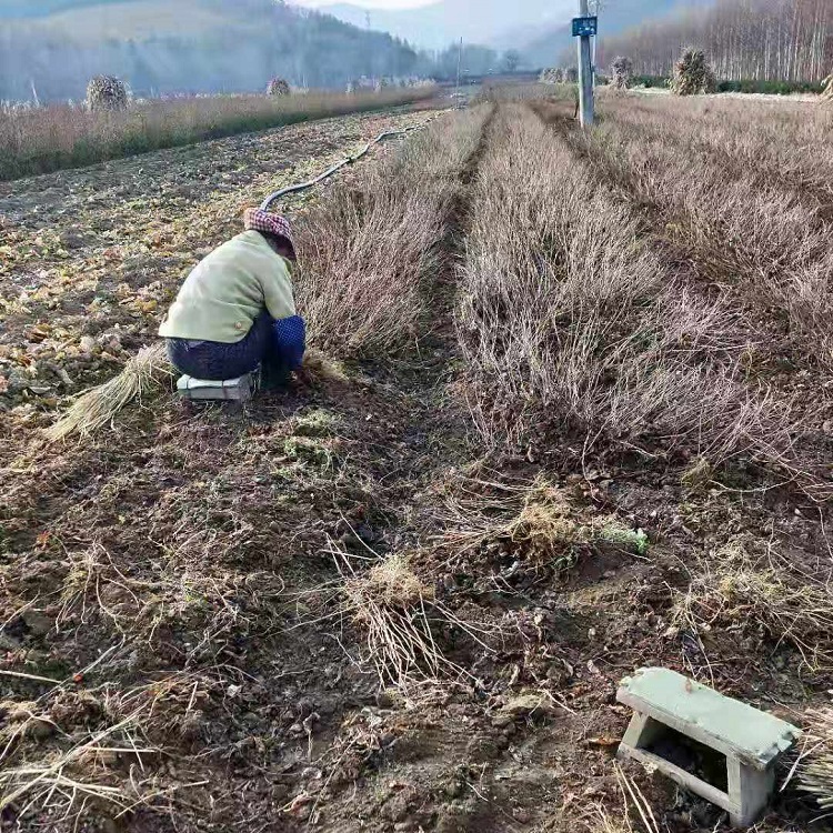 基地直销软枣子苗 圆枣子苗 软枣子苗价格  桓仁刘家苗圃软枣子苗