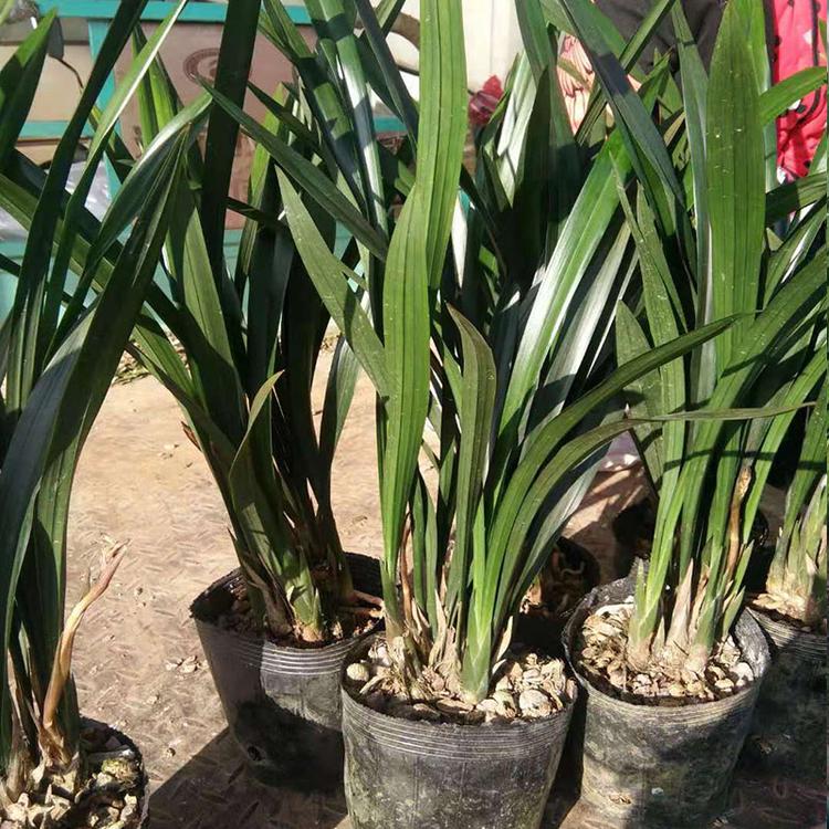 墨兰批发价格 基地种植墨兰 现货直供墨兰