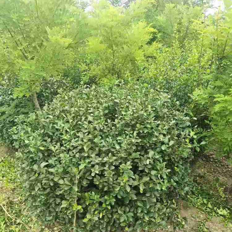 基地批发卫矛球 卫矛球价格 卫矛种植场 价格优惠