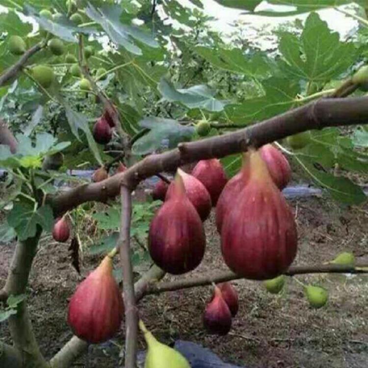无花果批发 盆栽无花果基地直销 无花果供应商