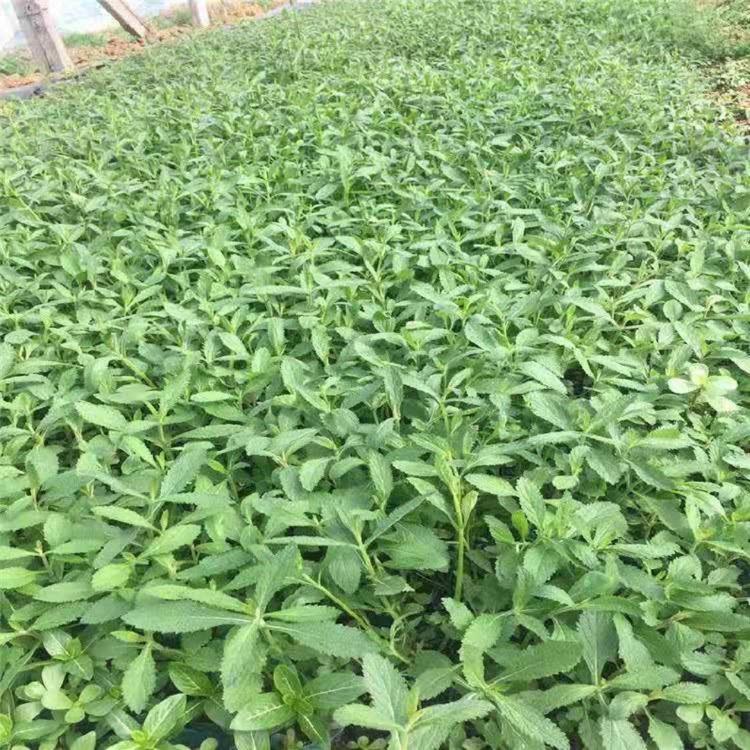 柳叶马鞭草 山东柳叶马鞭草批发 柳叶马鞭草基地