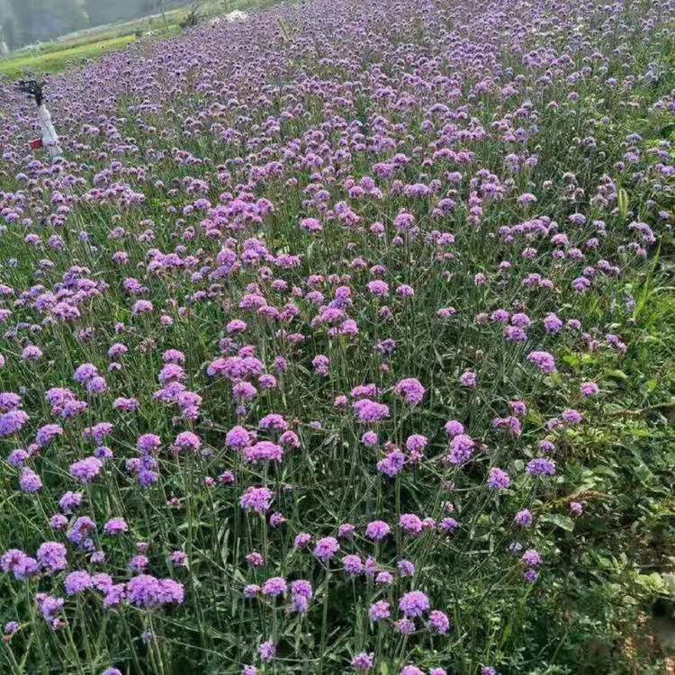 柳叶马鞭草基地 柳叶马鞭草批发 柳叶马鞭草种子