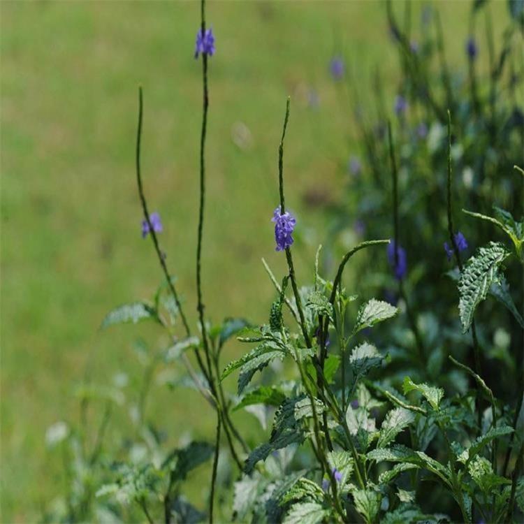 柳叶马鞭草批发 柳叶马鞭草基地 山东柳叶马鞭草