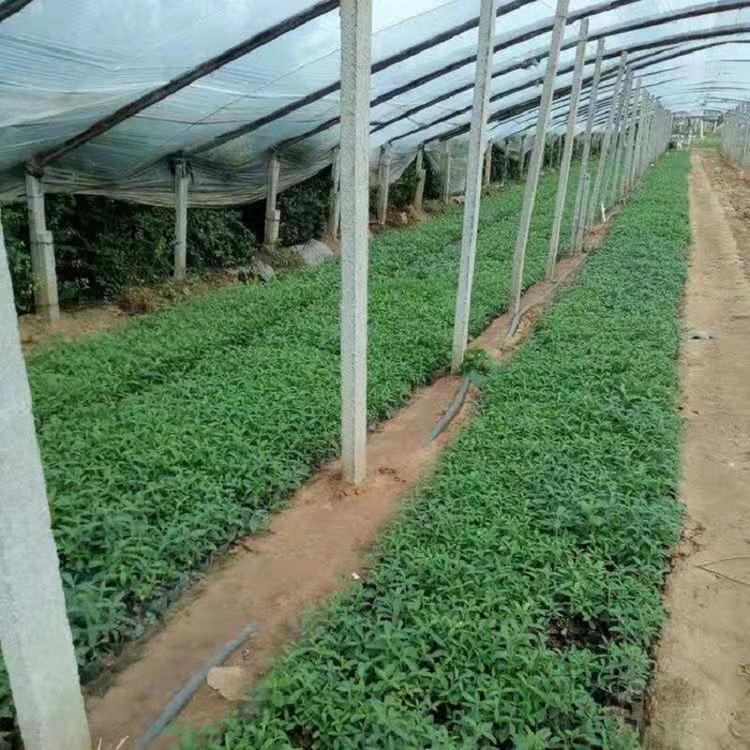 柳叶马鞭草批发 供应柳叶马鞭草 山东柳叶马鞭草价格