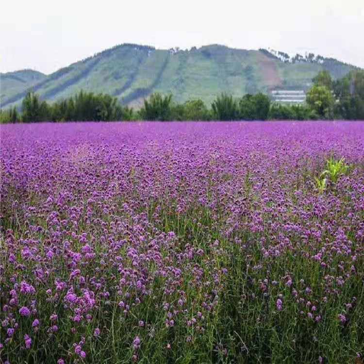 山东供应商柳叶马鞭草 柳叶马鞭草价格