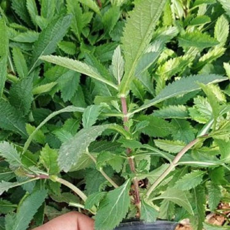柳叶马鞭草价格 马鞭草花海景观 观赏植物马鞭草