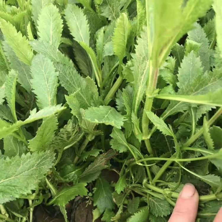 山东柳叶马鞭草批发 柳叶马鞭草 马鞭草价格