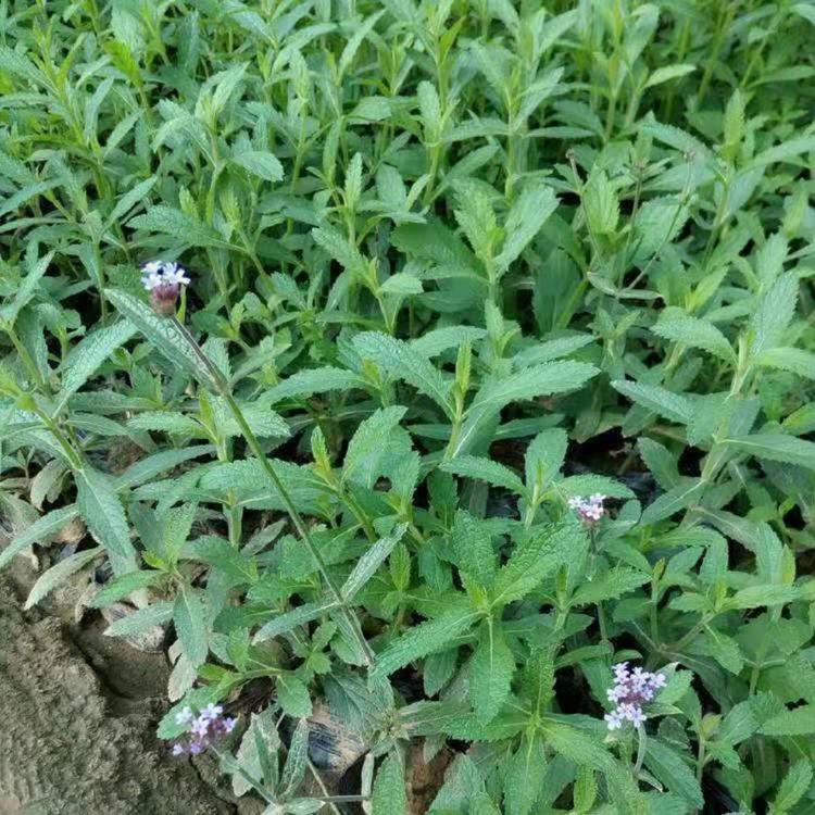 柳叶马鞭草 青州花卉基地马鞭草 马鞭草价格