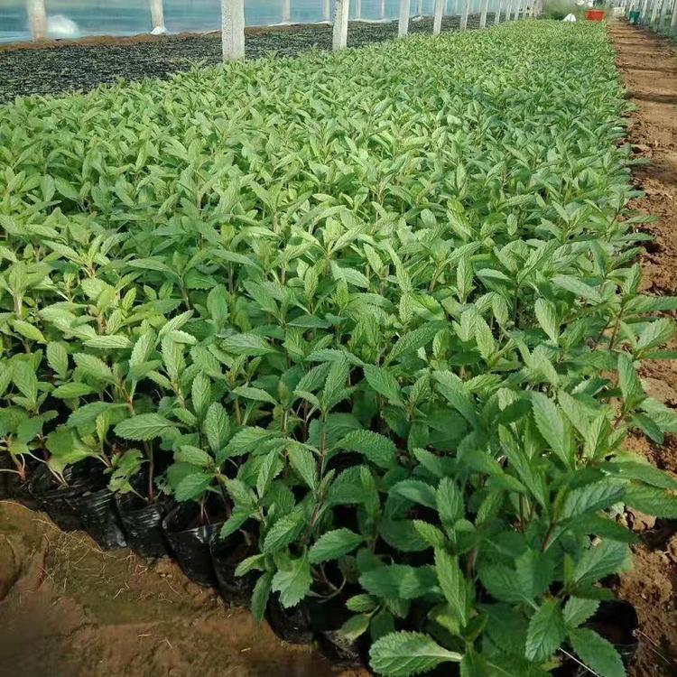 柳叶马鞭草  柳叶马鞭草种植批发 马鞭草花海
