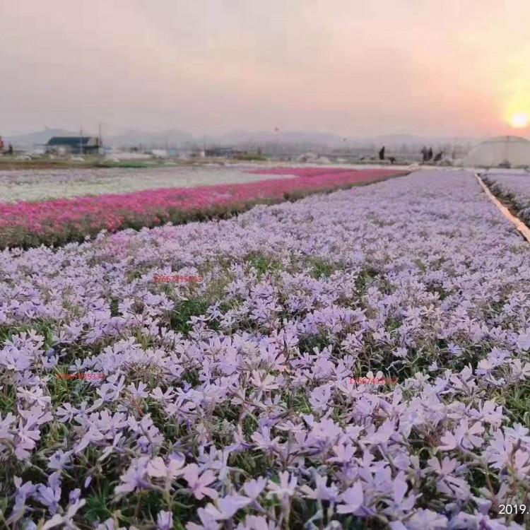 芝樱   芝樱小苗