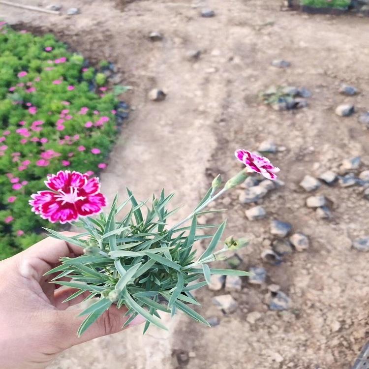 彩虹石竹