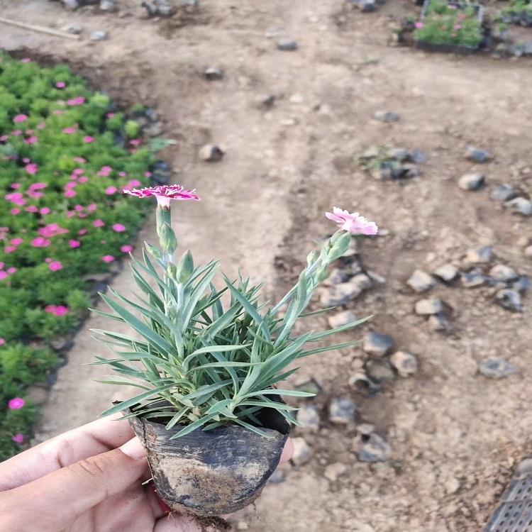 彩虹石竹  彩虹石竹报价