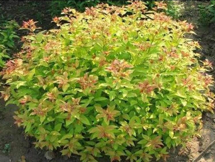 金焰绣线菊批发价格  营养钵金焰绣线菊 金山绣线菊