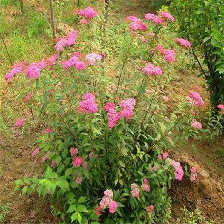 批发商供应金焰绣线菊  小区绿化 金焰绣线菊价格