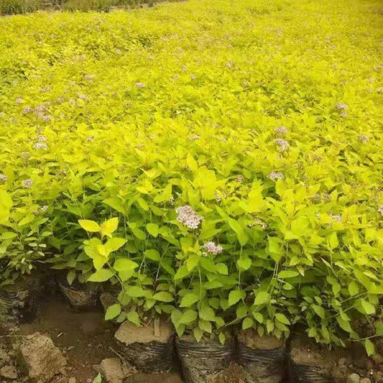 批发商金焰绣线菊  金焰绣线菊价格  山东金山绣线菊