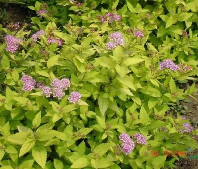 金焰绣线菊批发  绣线菊-绣线菊价格 山东金焰绣线菊