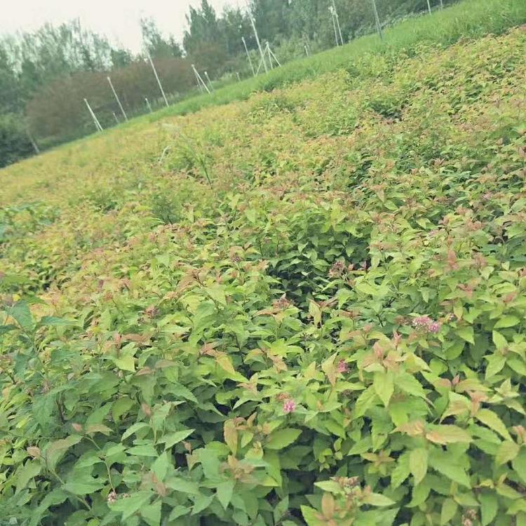 基地批发报价 金焰绣线菊 日本绣线菊
