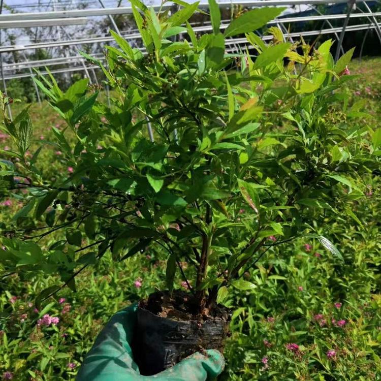 金焰绣线菊批发 金焰绣线菊 日本绣线菊价格