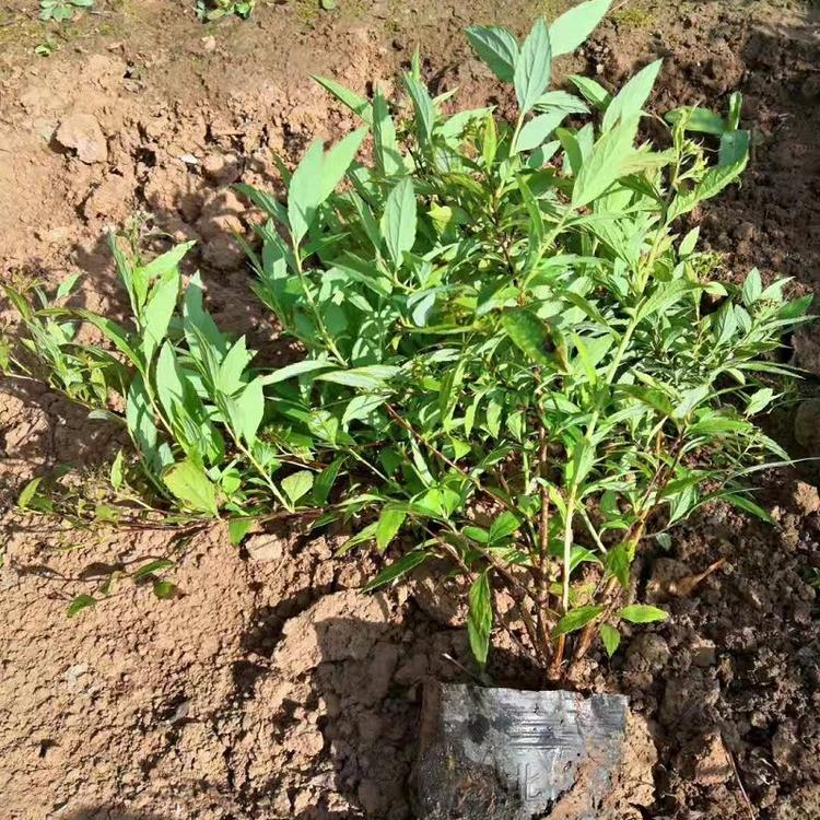 山东金焰绣线菊 绣线菊价格 日本粉花绣线菊批发
