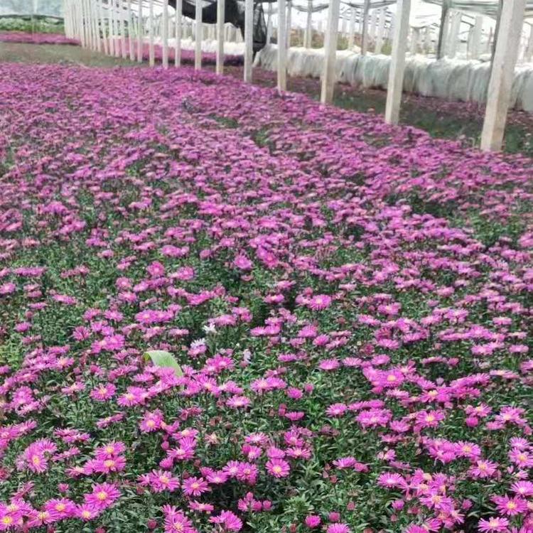 荷兰菊  荷兰菊小苗批发