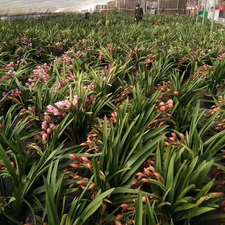 基地种植大花蕙兰 青州大花蕙兰批发价格 凯洋大量供应大花蕙兰盆栽