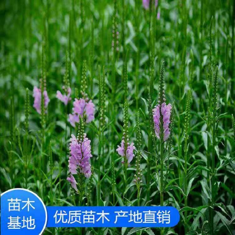 假龙头基地直销 假龙头价格 假龙头批发