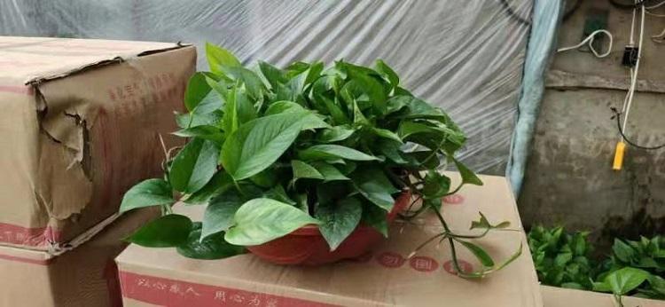 绿萝批发价格 绿萝种植基地 松青绿萝价格