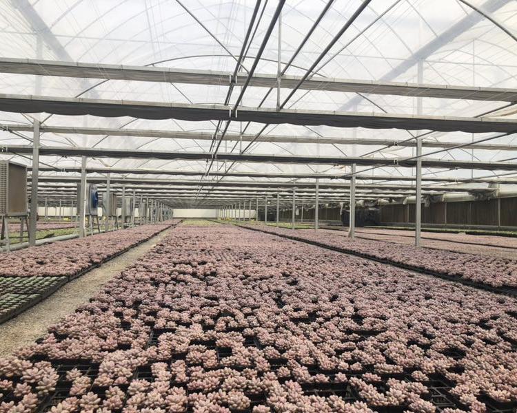 供应温室大棚 温室大棚价格合理 温室大棚设计