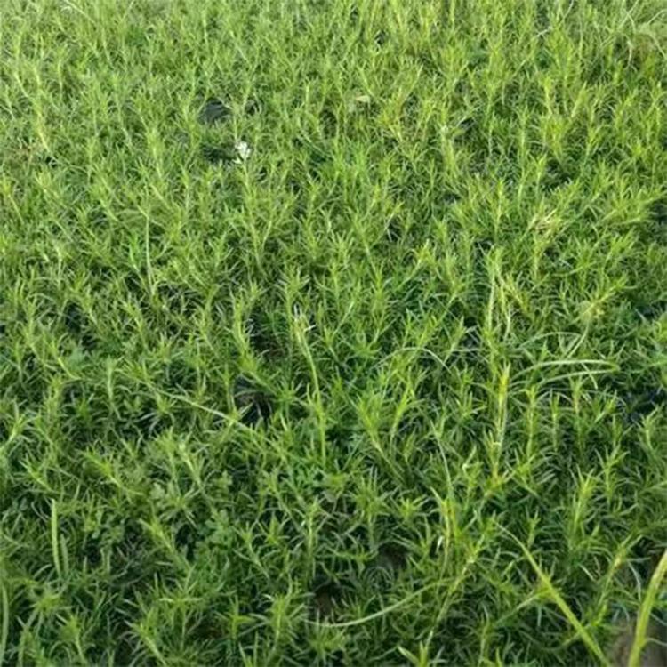 大量供应芝樱 芝樱花海苗价格 芝樱批发 芝樱基地