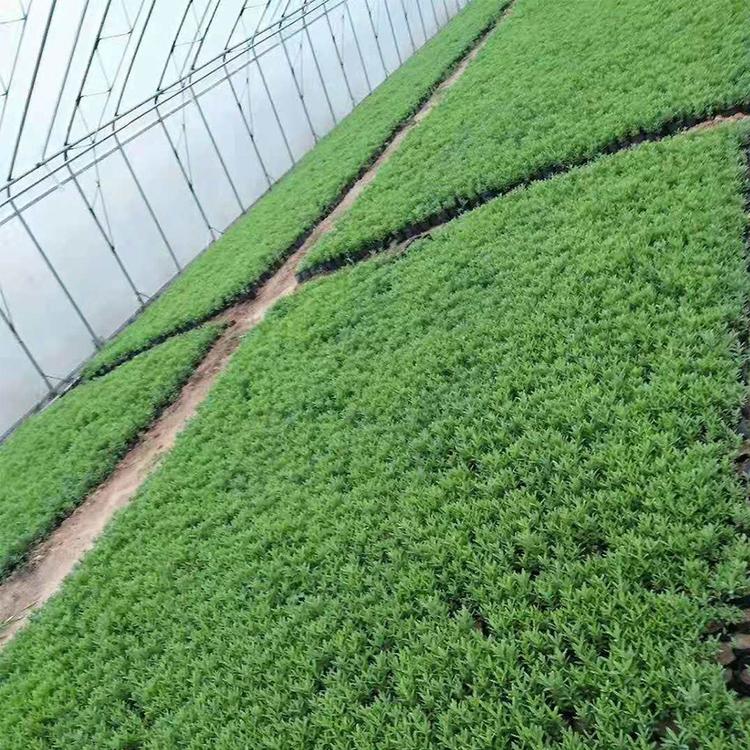 基地批发薰衣草 薰衣草种子 薰衣草价格 盆栽薰衣草