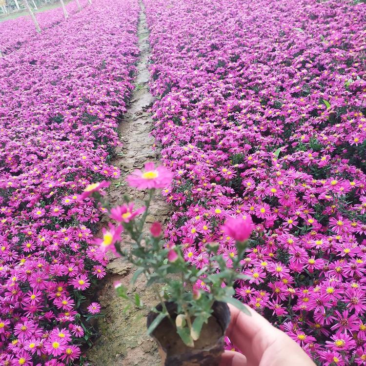 荷兰菊   荷兰菊直销