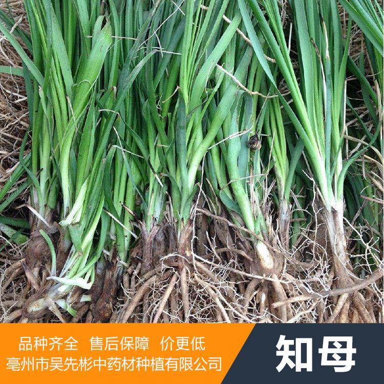 供应知母种苗 知母种苗价格