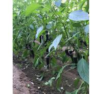 河南有机黑色有机水果辣椒多少钱一斤预售 黑色甜口水果尖椒种植基地供应商