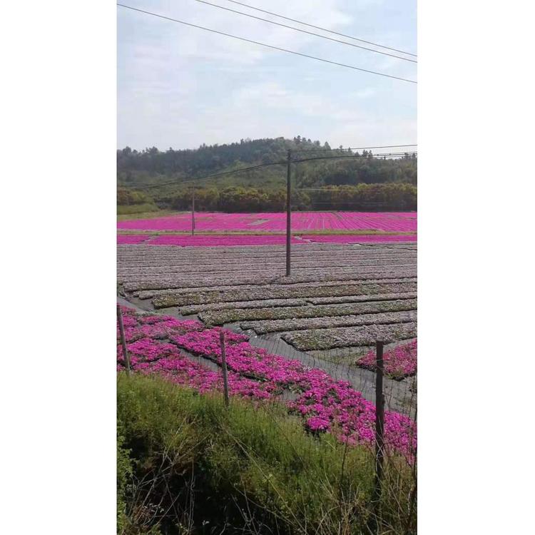 基地直销花带丛生福禄考  草花基地 丛生福禄考小苗草花批发