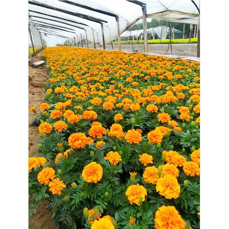 青州花带孔雀草草花 孔雀草草花草花