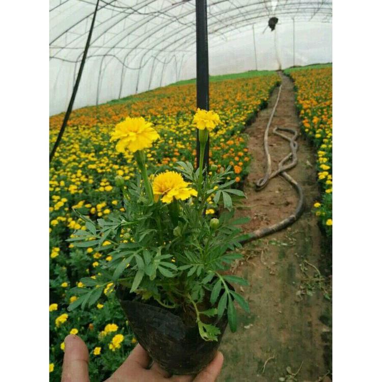 青州否否孔雀草草花 孔雀草苗草花基地