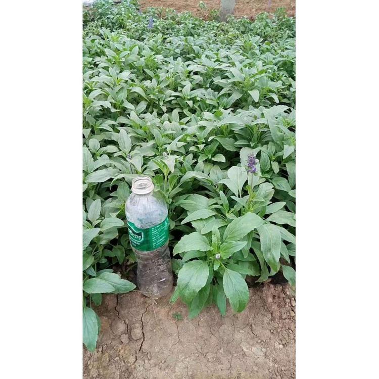 自销喜阳草花鼠尾草自产自销 鼠尾草基地批发基地