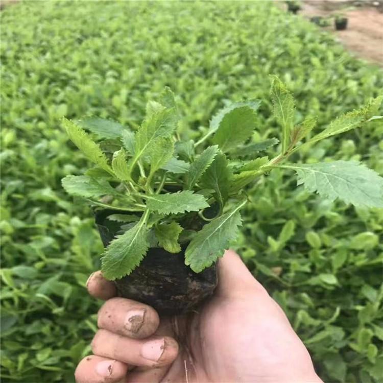 马鞭草批发 马鞭草基地批发