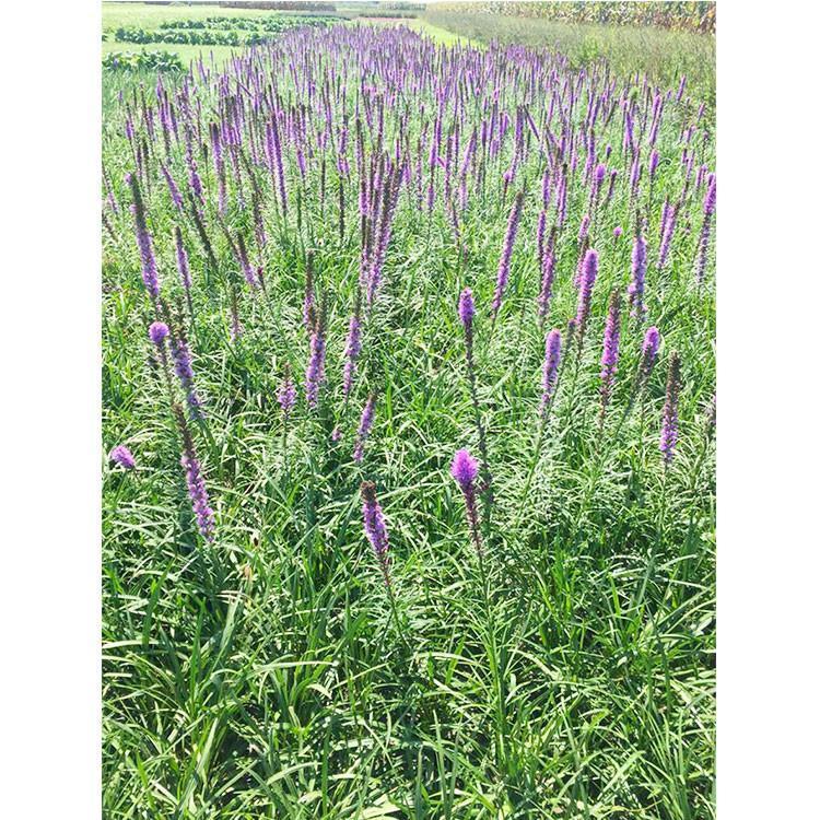 蛇鞭菊基地销售 蛇鞭菊批发