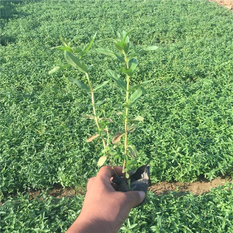 批发5是绿化千屈菜潍坊千屈菜 基地销售