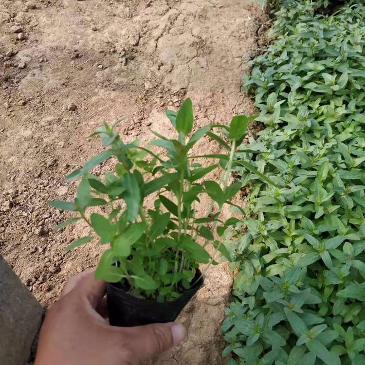栽培潍坊潍坊千屈菜销售 千屈菜1千屈菜3