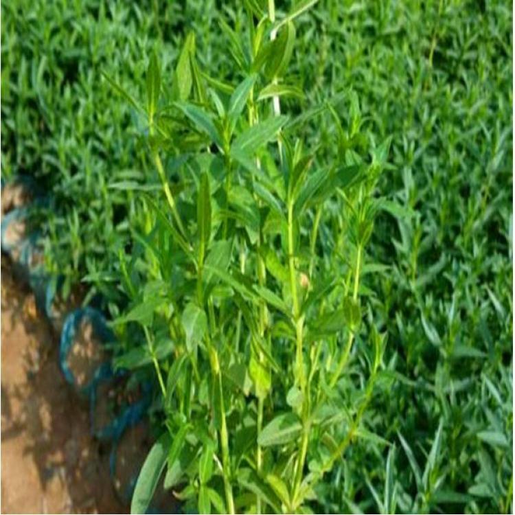 批发是射干射干3 青州射干1研究