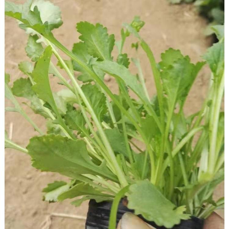 大滨菊2是潍坊青州大滨菊销售 生产销售