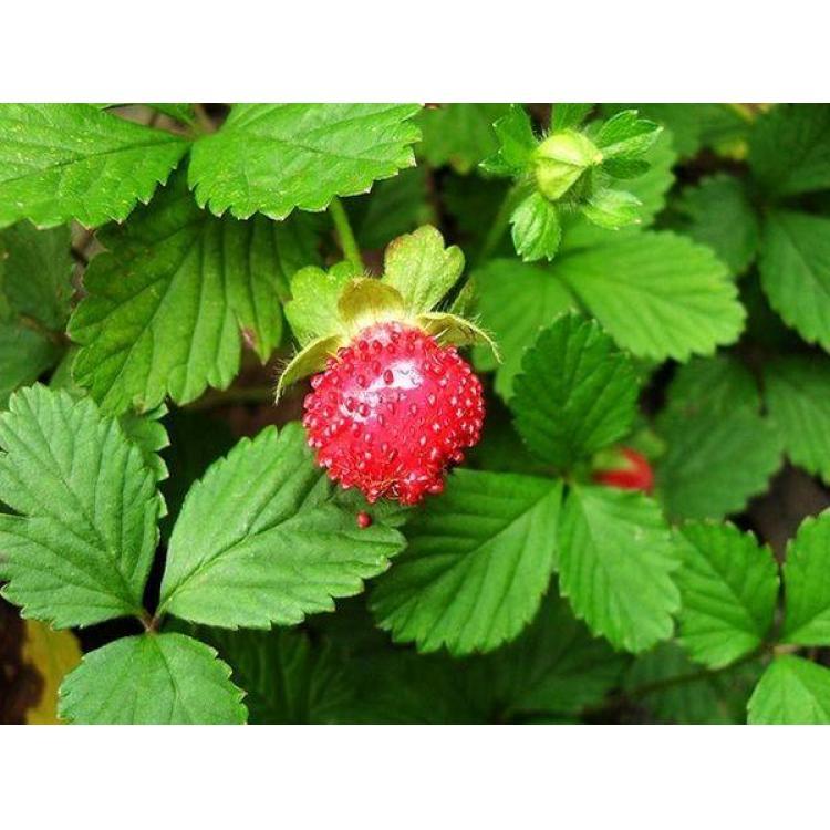 蛇莓2喜阳蛇莓蛇莓3 基地1批发7