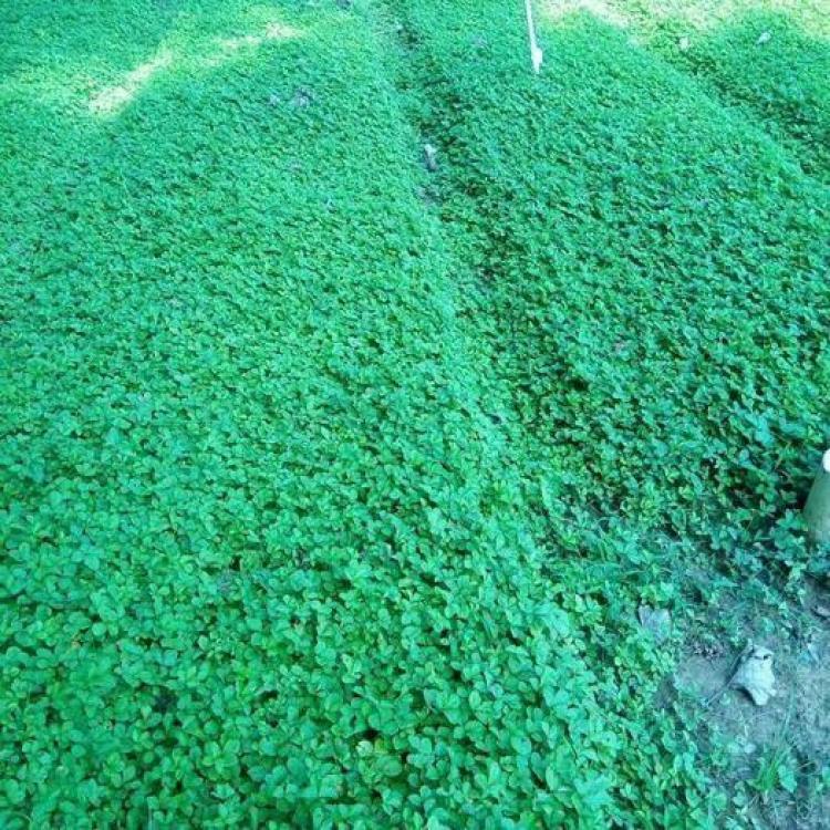 基地4绿化蛇莓蛇莓3 蛇莓1蛇莓3