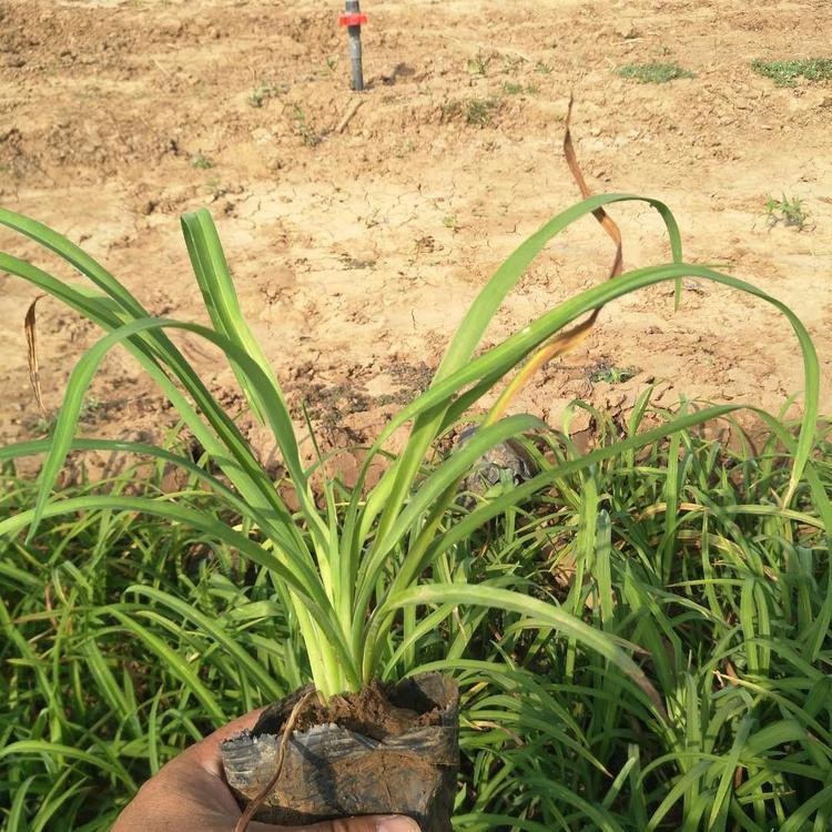 大花萱草2潍坊是大花萱草基地7 大花萱草1基地6