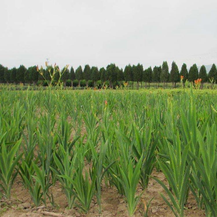 基地59612·35潍坊射干基地6 射干4基地57
