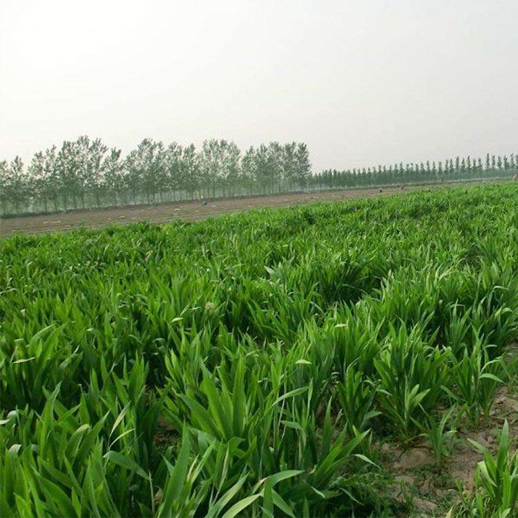 潍坊蛇莓蛇莓基地