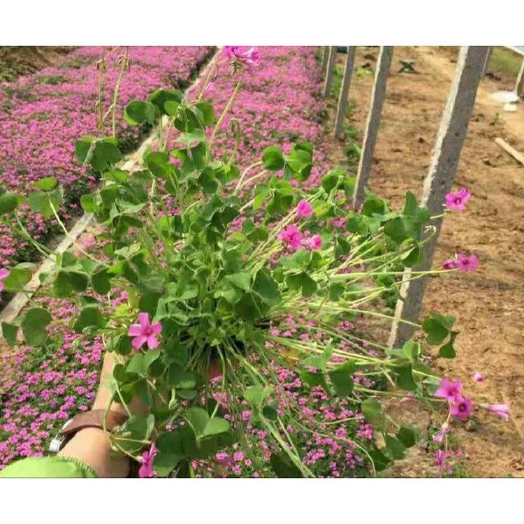 种植否醡浆草 生产 绿叶醡浆草红绿色