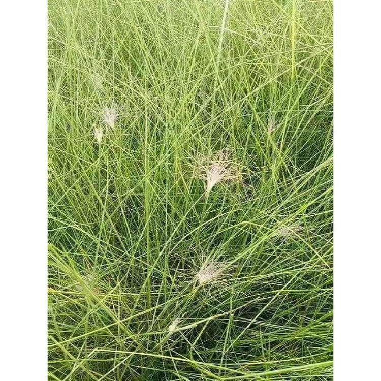 推销15-50是粉黛乱子草乱子草粉黛 粉黛乱子草粉黛乱子草乱子草粉黛